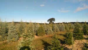 Blue Spruce and Fraser Fir